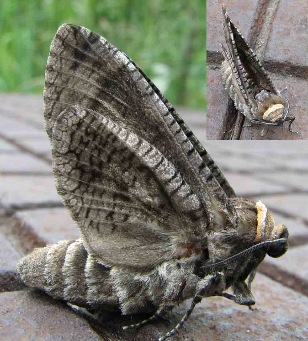 unbekannter Schwärmer *Bild*