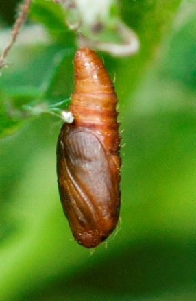 Puppe Ulmen Harlekin Korrekt Foto