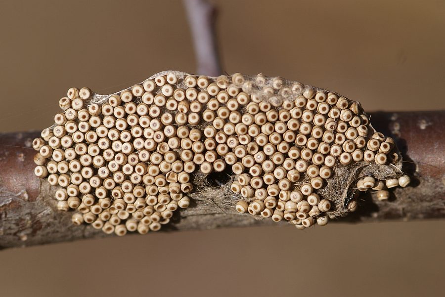 Orgyia antiqua Eigelege *Bild* *Foto*